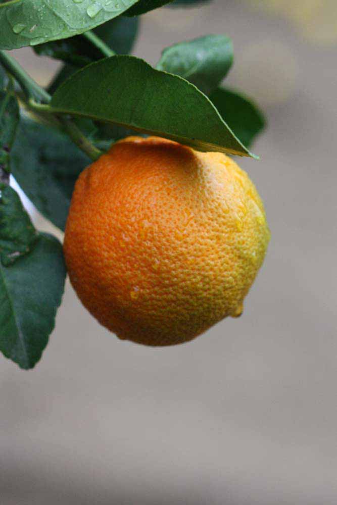              Fruit (Riverside, CA)       